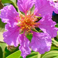 Fucoxanthine-Regenvive-ingredient